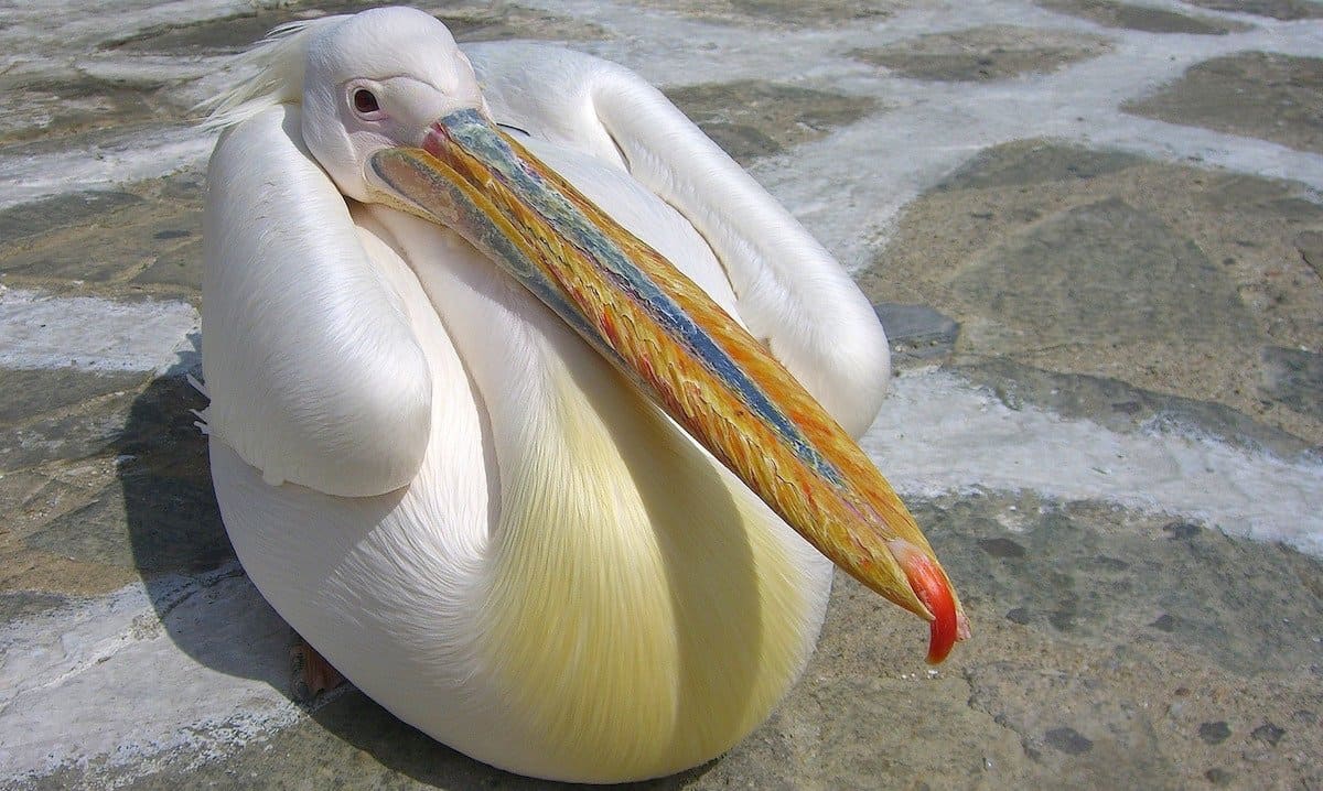 Pelican in Mykonos, Greece