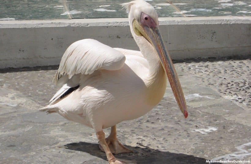 Pelican, Mykonos